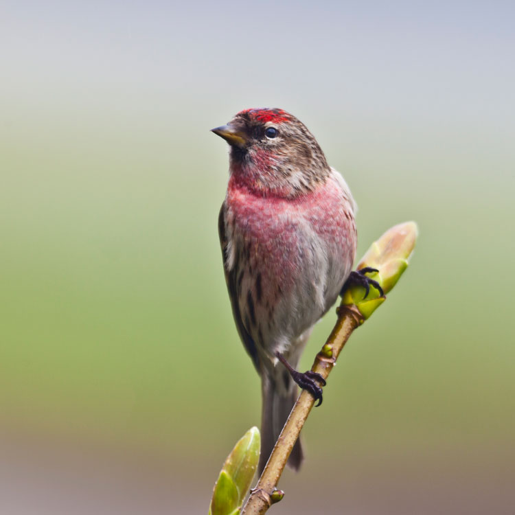 A red-tinged bird sitting on a brush branch.