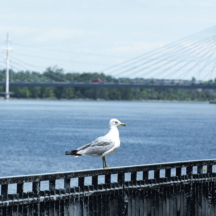 A seagull sits on a fence next to a river, with a suspension bridge in the background.