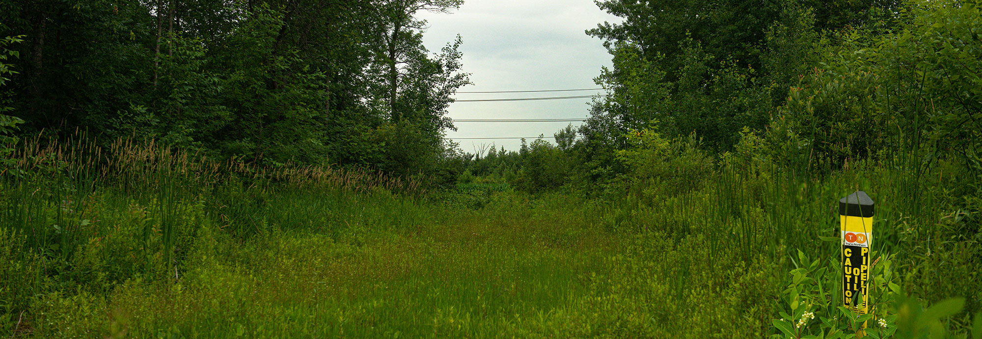 A yellow TNPI pipeline marker surrounded by natural foliage along a right-of-way flanked by mature trees.