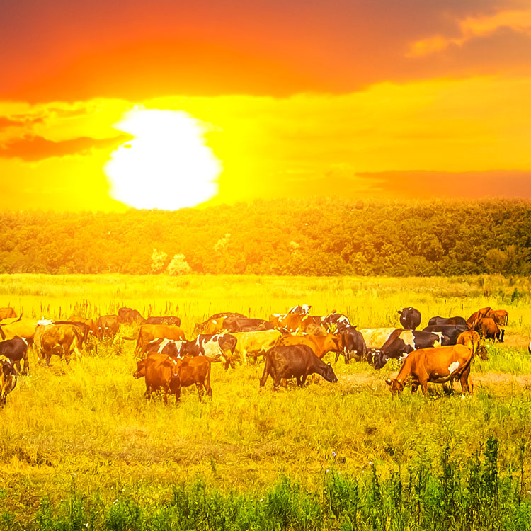 Cattle grazing in a field as the sun sets behind them.