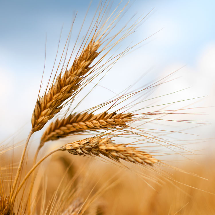 Close-up of three blades of wheat in a wheat field.